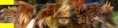 bouquet of hair
